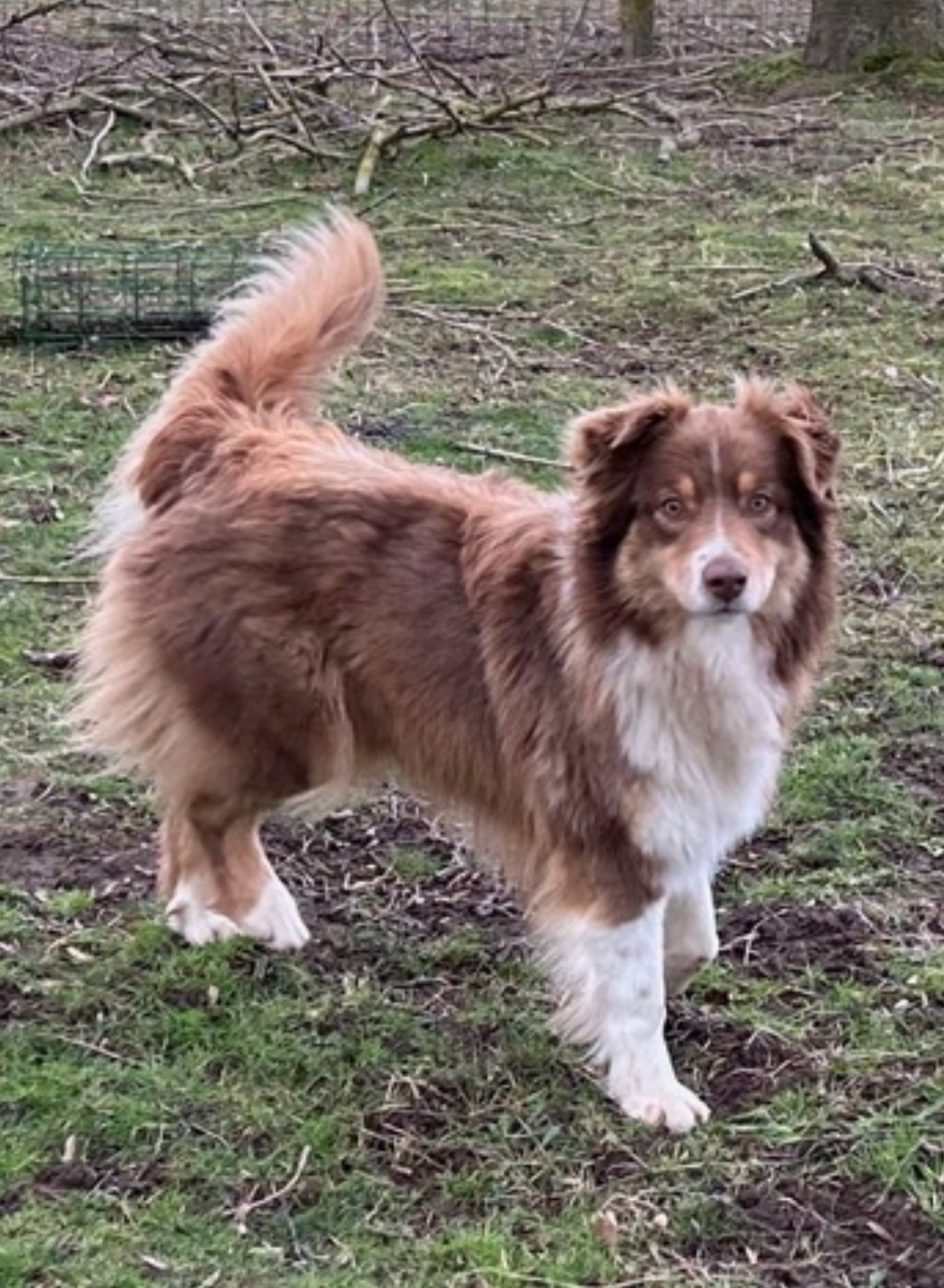 TARA De L'Empire Des Petits Ours