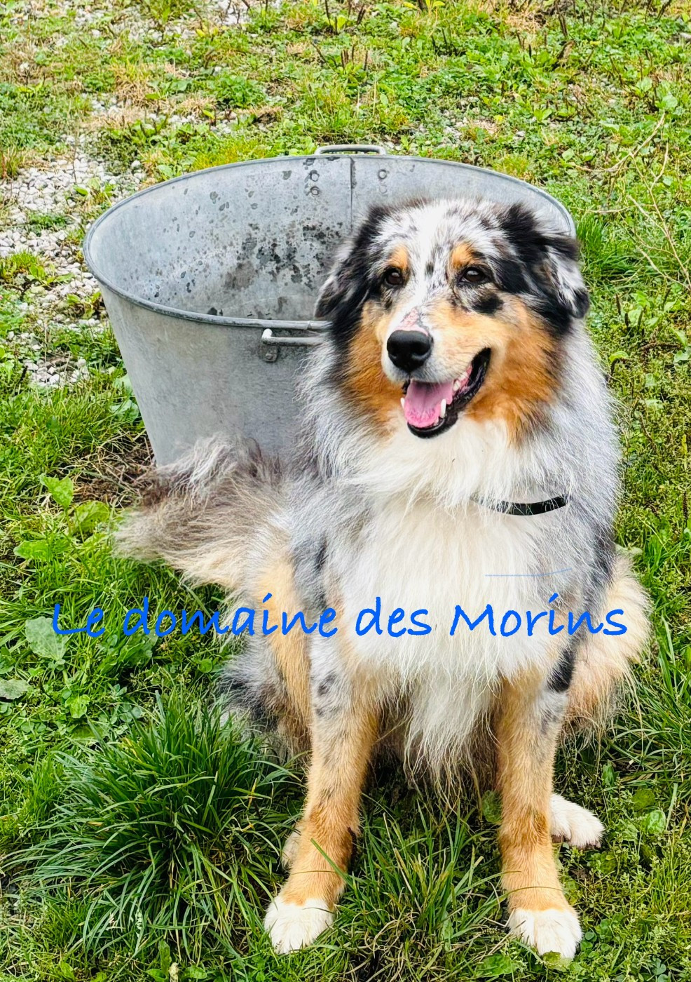 (Sans Affixe) SYBORG BLUE DIT SHELBY