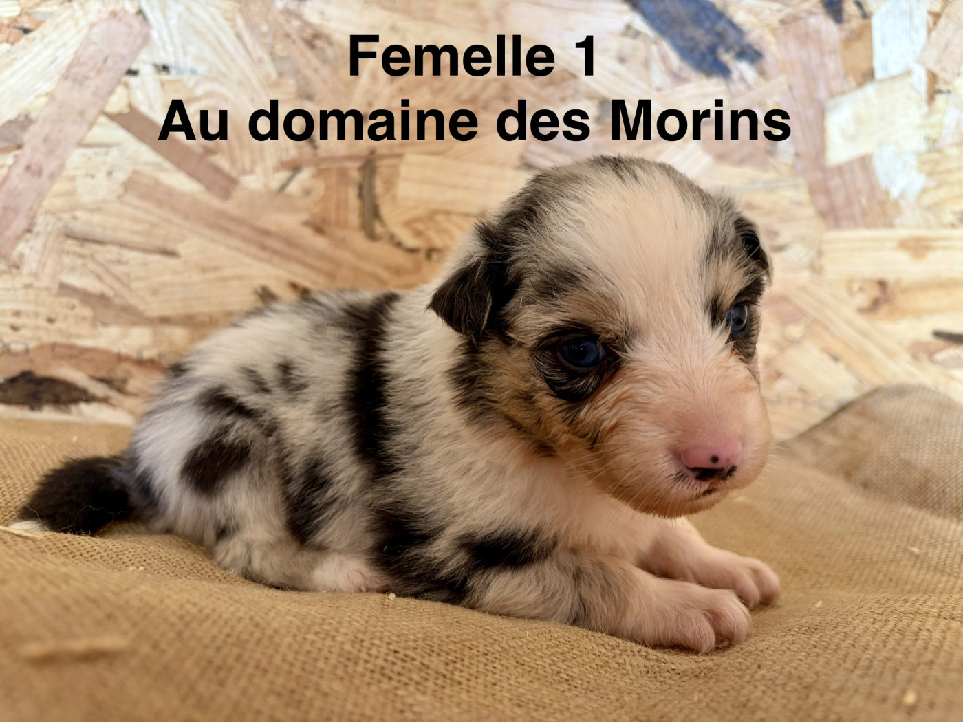 Adeline Lecoq - Chiots disponibles - Berger Australien