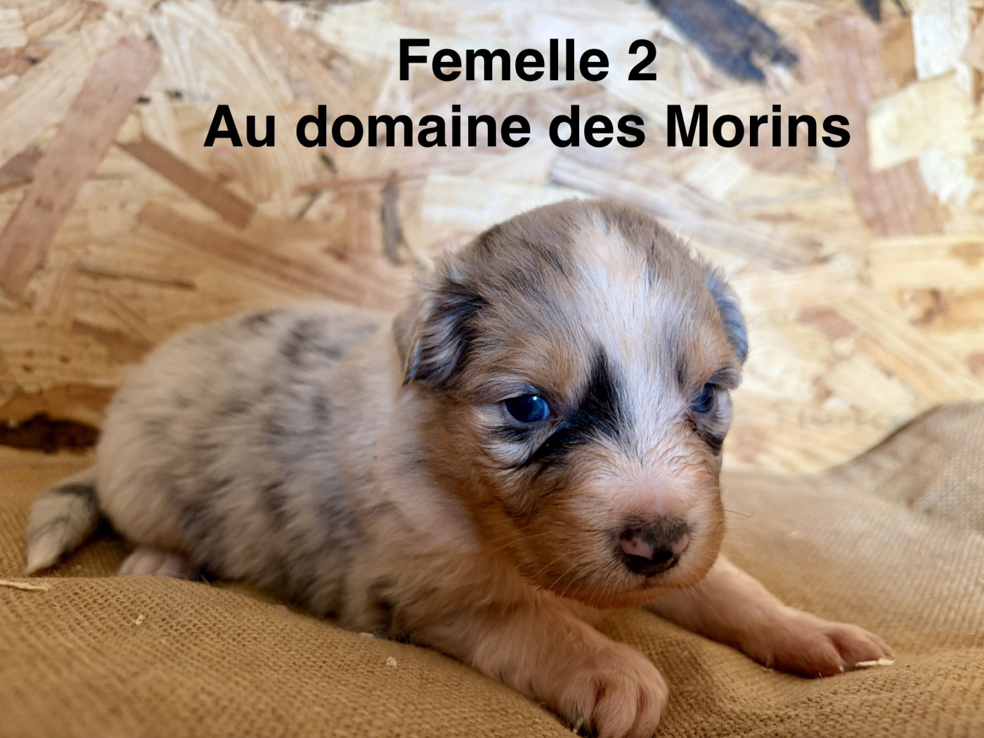 Adeline Lecoq - Chiots disponibles - Berger Australien