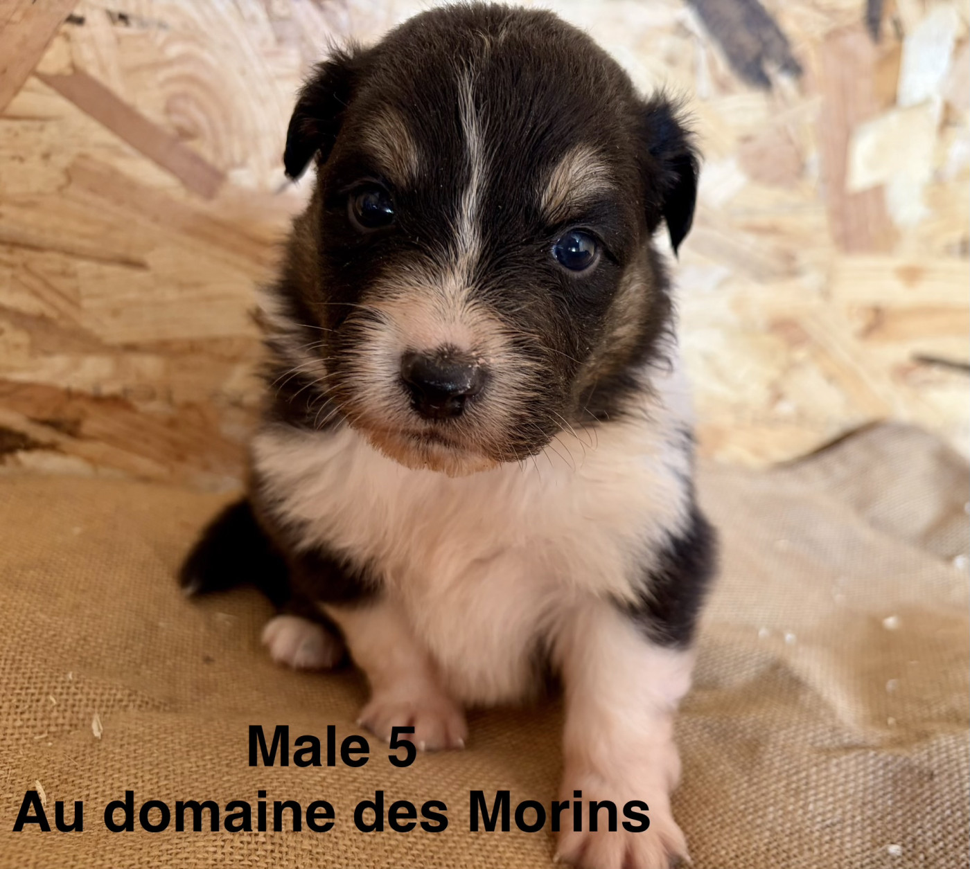 Adeline Lecoq - Chiots disponibles - Berger Australien